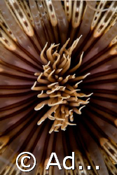 centre of a tube worm by Adam Skrzypczyk 